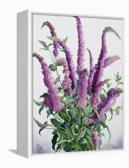 Wild Buddleia-Christopher Ryland-Framed Premier Image Canvas