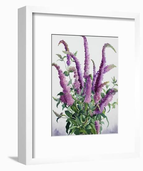 Wild Buddleia-Christopher Ryland-Framed Giclee Print