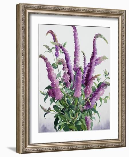 Wild Buddleia-Christopher Ryland-Framed Giclee Print