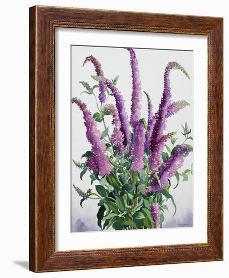 Wild Buddleia-Christopher Ryland-Framed Giclee Print