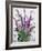 Wild Buddleia-Christopher Ryland-Framed Giclee Print