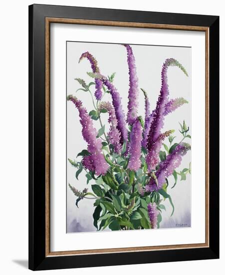 Wild Buddleia-Christopher Ryland-Framed Giclee Print