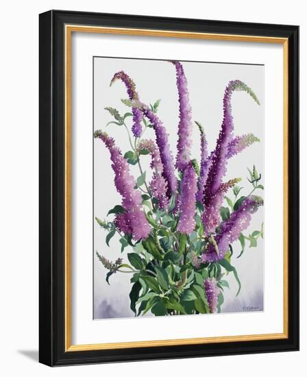 Wild Buddleia-Christopher Ryland-Framed Giclee Print