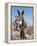 Wild Burro, Arizona/Nevada, USA, North America-Lynn M. Stone-Framed Premier Image Canvas