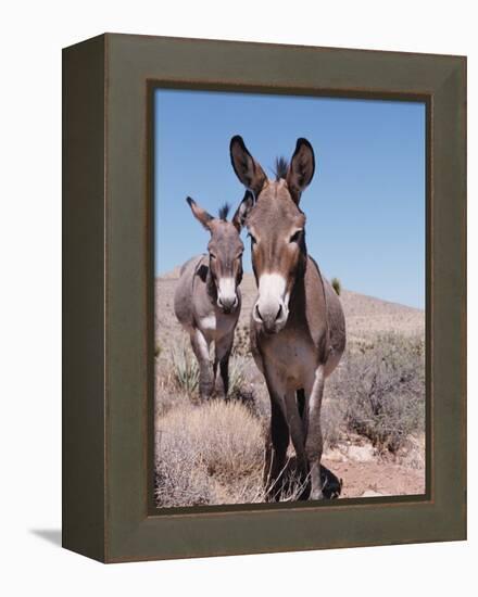 Wild Burro, Arizona/Nevada, USA, North America-Lynn M. Stone-Framed Premier Image Canvas