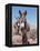 Wild Burro, Arizona/Nevada, USA, North America-Lynn M. Stone-Framed Premier Image Canvas
