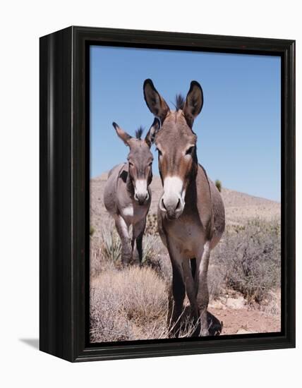 Wild Burro, Arizona/Nevada, USA, North America-Lynn M. Stone-Framed Premier Image Canvas