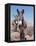 Wild Burro, Arizona/Nevada, USA, North America-Lynn M. Stone-Framed Premier Image Canvas