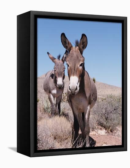 Wild Burro, Arizona/Nevada, USA, North America-Lynn M. Stone-Framed Premier Image Canvas