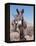 Wild Burro, Arizona/Nevada, USA, North America-Lynn M. Stone-Framed Premier Image Canvas