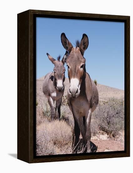 Wild Burro, Arizona/Nevada, USA, North America-Lynn M. Stone-Framed Premier Image Canvas