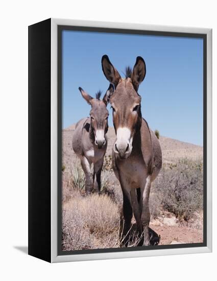 Wild Burro, Arizona/Nevada, USA, North America-Lynn M. Stone-Framed Premier Image Canvas