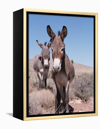 Wild Burro, Arizona/Nevada, USA, North America-Lynn M. Stone-Framed Premier Image Canvas