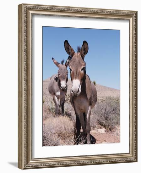 Wild Burro, Arizona/Nevada, USA, North America-Lynn M. Stone-Framed Photographic Print