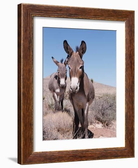 Wild Burro, Arizona/Nevada, USA, North America-Lynn M. Stone-Framed Photographic Print