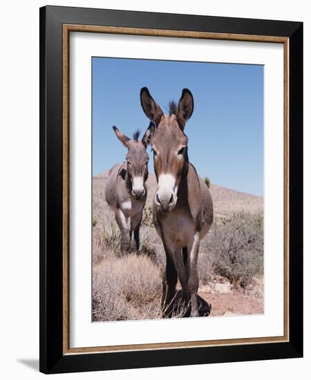 Wild Burro, Arizona/Nevada, USA, North America-Lynn M. Stone-Framed Photographic Print