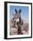 Wild Burro, Arizona/Nevada, USA, North America-Lynn M. Stone-Framed Photographic Print