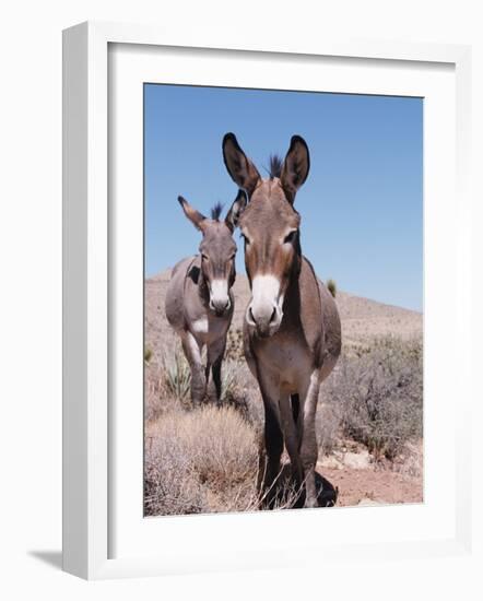 Wild Burro, Arizona/Nevada, USA, North America-Lynn M. Stone-Framed Photographic Print