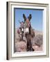 Wild Burro, Arizona/Nevada, USA, North America-Lynn M. Stone-Framed Photographic Print