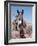 Wild Burro, Arizona/Nevada, USA, North America-Lynn M. Stone-Framed Photographic Print