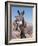 Wild Burro, Arizona/Nevada, USA, North America-Lynn M. Stone-Framed Photographic Print