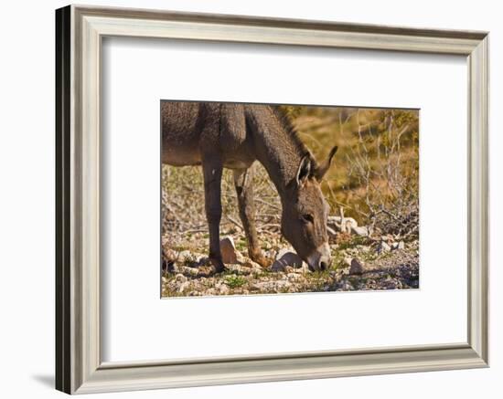 Wild burro, equus asinus, grazing, Red Rock Canyon, Nevada, USA-Michel Hersen-Framed Photographic Print