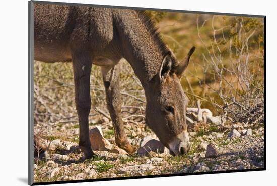 Wild burro, equus asinus, grazing, Red Rock Canyon, Nevada, USA-Michel Hersen-Mounted Photographic Print