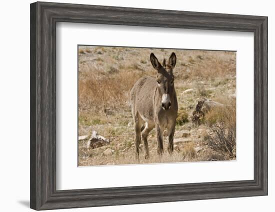 Wild burro standing. Red Rock Canyon Area, Nevada, USA.-Michel Hersen-Framed Photographic Print