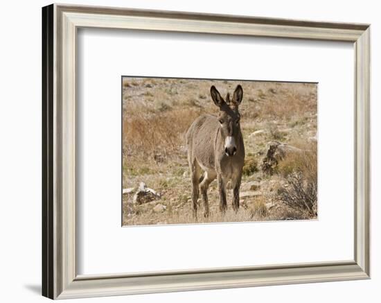 Wild burro standing. Red Rock Canyon Area, Nevada, USA.-Michel Hersen-Framed Photographic Print