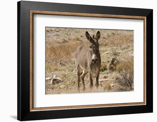 Wild burro standing. Red Rock Canyon Area, Nevada, USA.-Michel Hersen-Framed Photographic Print