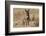 Wild burro standing. Red Rock Canyon Area, Nevada, USA.-Michel Hersen-Framed Photographic Print