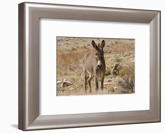 Wild burro standing. Red Rock Canyon Area, Nevada, USA.-Michel Hersen-Framed Photographic Print