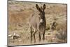 Wild burro standing. Red Rock Canyon Area, Nevada, USA.-Michel Hersen-Mounted Photographic Print