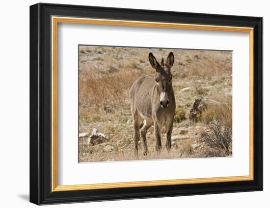 Wild burro standing. Red Rock Canyon Area, Nevada, USA.-Michel Hersen-Framed Photographic Print