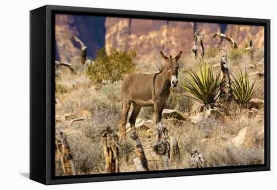 Wild burros, equus asinus, grazing, Red Rock Canyon, Nevada, USA-Michel Hersen-Framed Premier Image Canvas