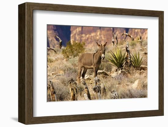 Wild burros, equus asinus, grazing, Red Rock Canyon, Nevada, USA-Michel Hersen-Framed Photographic Print