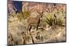 Wild burros, equus asinus, grazing, Red Rock Canyon, Nevada, USA-Michel Hersen-Mounted Photographic Print