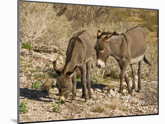 Wild burros grazing Red Rock Canyon Area, Nevada, USA.-Michel Hersen-Mounted Photographic Print