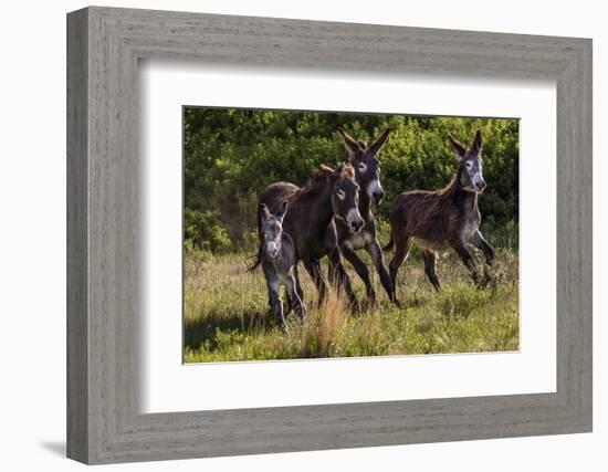 Wild Burros in Custer State Park, South Dakota, Usa-Chuck Haney-Framed Photographic Print