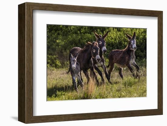 Wild Burros in Custer State Park, South Dakota, Usa-Chuck Haney-Framed Photographic Print