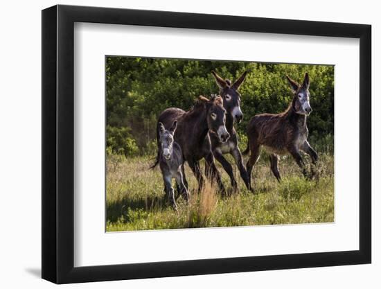 Wild Burros in Custer State Park, South Dakota, Usa-Chuck Haney-Framed Photographic Print