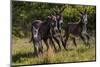 Wild Burros in Custer State Park, South Dakota, Usa-Chuck Haney-Mounted Photographic Print