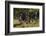 Wild Burros in Custer State Park, South Dakota, Usa-Chuck Haney-Framed Photographic Print