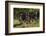 Wild Burros in Custer State Park, South Dakota, Usa-Chuck Haney-Framed Photographic Print