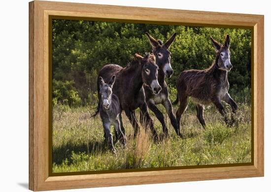 Wild Burros in Custer State Park, South Dakota, Usa-Chuck Haney-Framed Premier Image Canvas