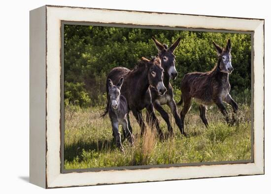 Wild Burros in Custer State Park, South Dakota, Usa-Chuck Haney-Framed Premier Image Canvas