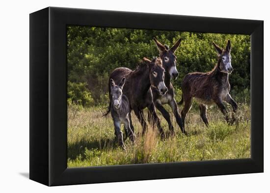Wild Burros in Custer State Park, South Dakota, Usa-Chuck Haney-Framed Premier Image Canvas