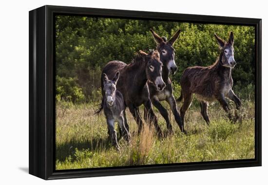 Wild Burros in Custer State Park, South Dakota, Usa-Chuck Haney-Framed Premier Image Canvas