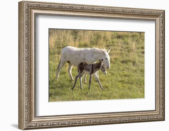 Wild Burros in Custer State Park, South Dakota, Usa-Chuck Haney-Framed Photographic Print