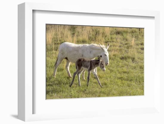 Wild Burros in Custer State Park, South Dakota, Usa-Chuck Haney-Framed Photographic Print